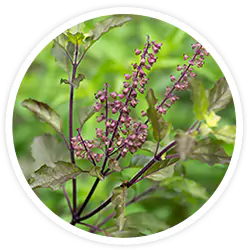 Holy Basil Holy Basil