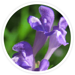 Hong hua fen Hong hua fen