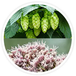 Hops & Valerian