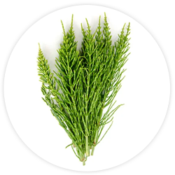 Shave grass Shave grass