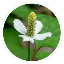 Houttuynia Cordata Thunb