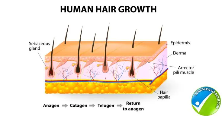 human-hair-growth