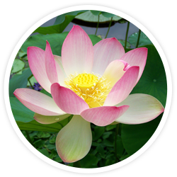 Indian Lotus
