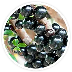 Myrciaria jaboticaba Myrciaria jaboticaba