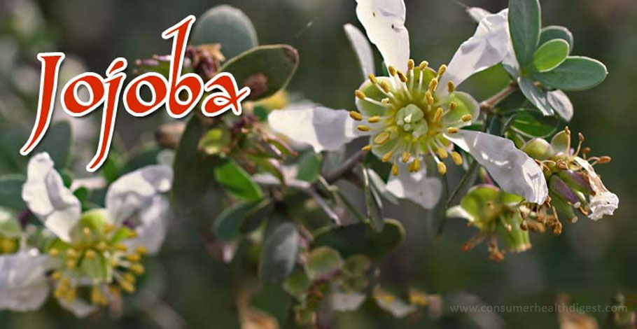 Learn More About The Benefits, Side Effects & Dosage Of Jojoba