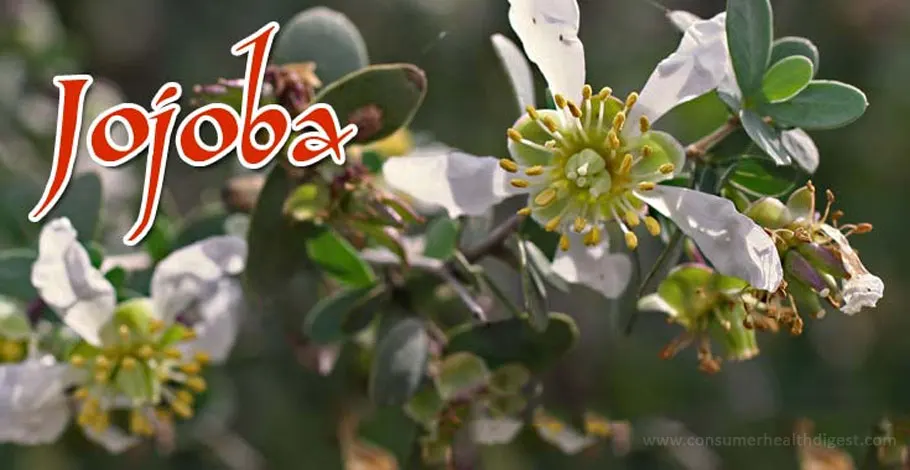 Obtenga más información sobre los beneficios, efectos secundarios y dosis de la jojoba