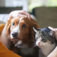 keep-your-pet-healthy