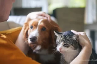 Keeping Your Pet Healthy: A Guide to 5 Common Diseases