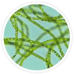 Klebsormidium flaccidum var. ZL01