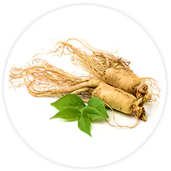 Ginseng Ginseng