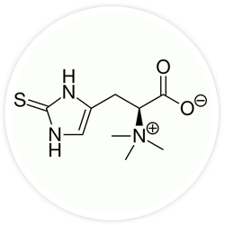 L-Ergothionéine L-Ergothionéine