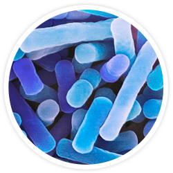 Lactobacillus bulgaricus