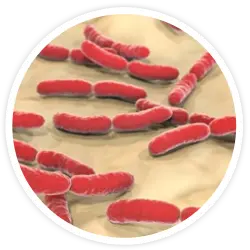 Lactobacillus crispatus y Lactobacillus brevis Lactobacillus crispatus y Lactobacillus brevis