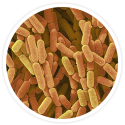 Lactobacillus rhamnosus