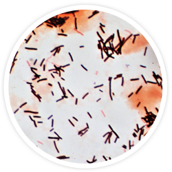 Lactobacillus Acidophilus Lactobacillus Acidophilus