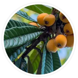 Loquat Leaf