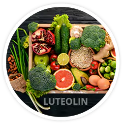 Luteolin Luteolin