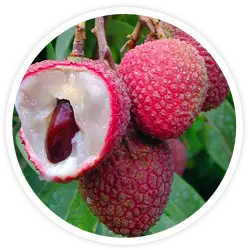 Litchi