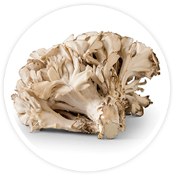Reishi & Maitake Mushrooms Reishi & Maitake Mushrooms