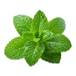 Menthol