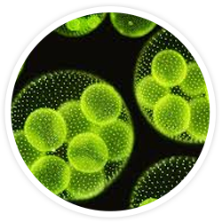 Microalgae