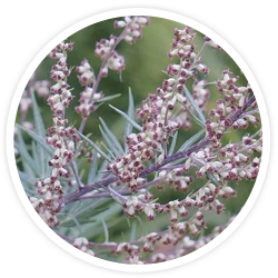 Mugwort