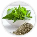 Nettle Root