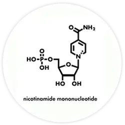 Nicotinamide Mononucleotide