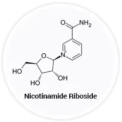 Nicotinamid-Ribosid Nicotinamid-Ribosid