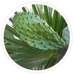 Nopal Nopal