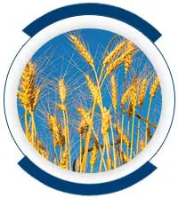 Oat Straw / Avena Sativa