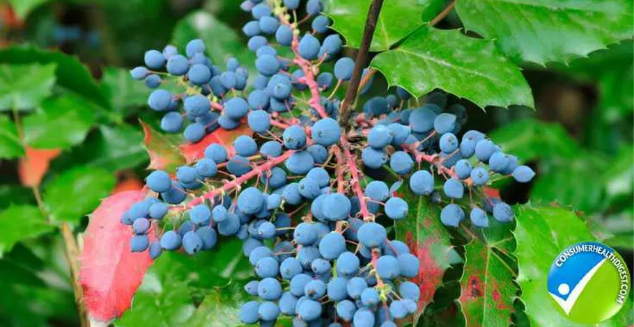 Reinigung mit Oregon-Trauben