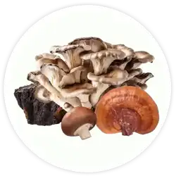 Méga Champignons Bio Méga Champignons Bio