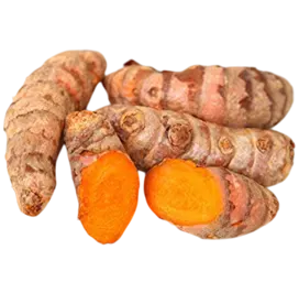 organic-turmeric-root