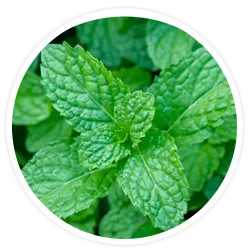 Peppermint Leaf Oil