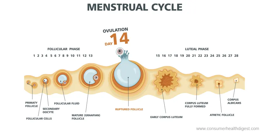 Phases du cycle menstruel