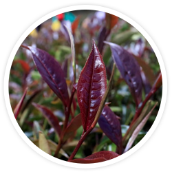 Kenyan Purple Tea Kenyan Purple Tea