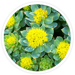 Rhodiola Rhodiola