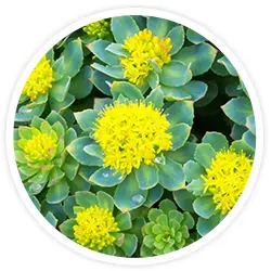 Rhodiola Rosea