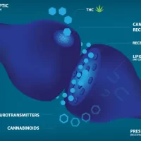 roles-of-cannabinoid-receptors