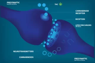 roles-of-cannabinoid-receptors