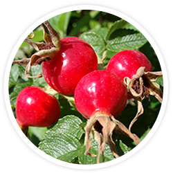 Rosvita Rose Hip Extracts