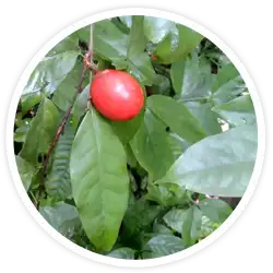 Salacia, Salacia reticulata Salacia, Salacia reticulata