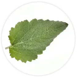 Salbeiwurzel