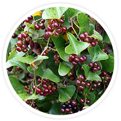 Sarsaparilla Sarsaparilla