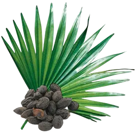 saw-palmetto-1