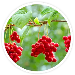 Schisandra