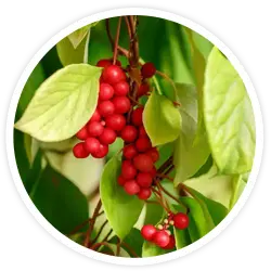 Schizandra Berry