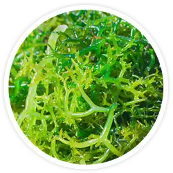 Seaweed Extract Seaweed Extract