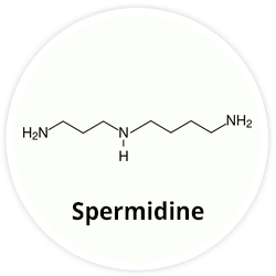 Spermidine Spermidine